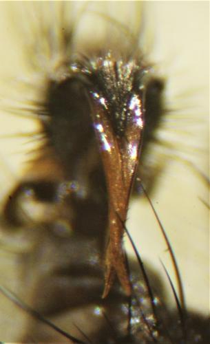 Heterostylodes macrurus